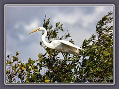 Great White Heron