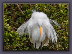 Silberreiher - Great White Heron