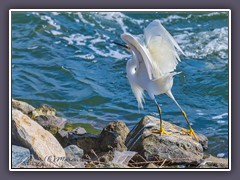 Snowy Egret