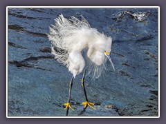 Snowy Egret - Schmuckreiher