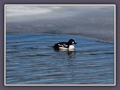 Spatel Ente - Barrow Golden Eye