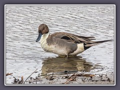 Spießente - Northern Pintail