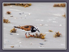 Steinwälzer - Ruddy Turnstone