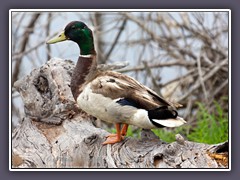 Stockente - Mallard Duck