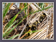 Stockentenfamilie