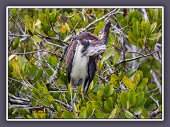 Tricolor Heron