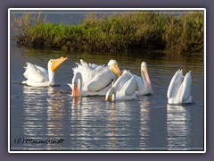 Weiße Pelikane - White Pelicans