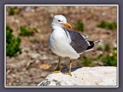 Westmöwe - Western Gull 