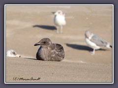 Juvenile Western Gull 