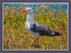 Western Seagull