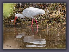 White Ibis