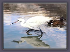 White Morphe Reddish Egret