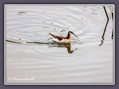 Wilson Wassertreter - Wilsons Phalaropes