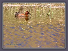 Zimtente - Cinnamon Teal