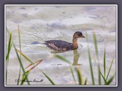 Zwergtaucher - Little Grebe