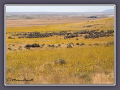 Felder voller wilder Sonnenblumen - Helianthus giganteus