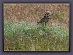 Kaninchenkauz -  Burrowing Owl