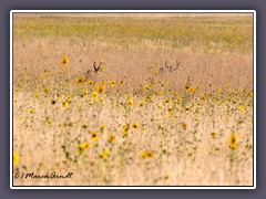 Muledeers - Natur pur auf Antelope Island