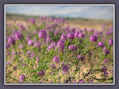 Purple Fringe - Phacelia sericea - Seidenhaarige Phazelie