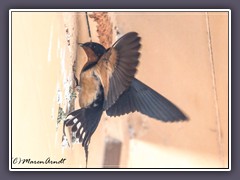 Rauchschwalbe - Barn Swallow