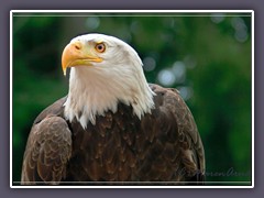 Bald Eagle - Zoo