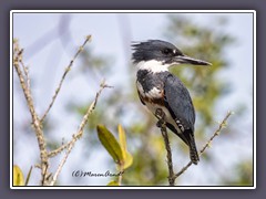 Belted Kingfisher - Florida