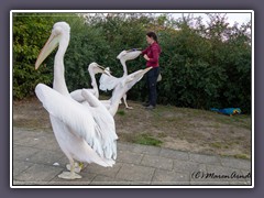 Flugshow Vogelpark Pelikane - Belohnung