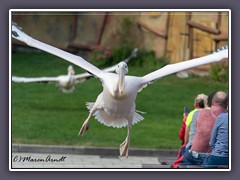 Flugshow Vogelpark-Pelikane