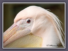 Pelikan - Zoo