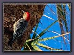 Red bellied Woodpecker - USA