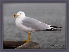 Ring Billed Seagull - USA