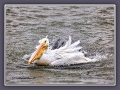 White Pelican - Texas