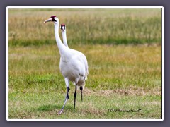 Whooping Cranes - Aransas National Wildlife Refuge - Texas