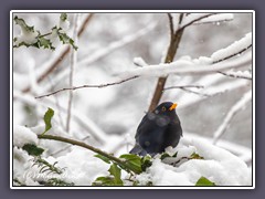 Amsel