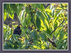 Amsel im Kirschbaum