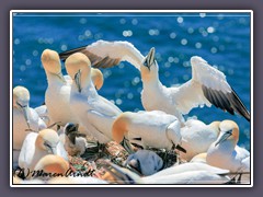 Basstölpelkolonie - Helgoland