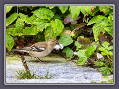 Buchfink Weibchen