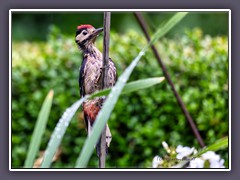 Buntspecht Jungvogel