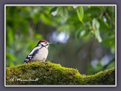 Buntspecht Jungvogel