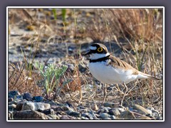 Flussregenpfeiffer - Charadrius dubius