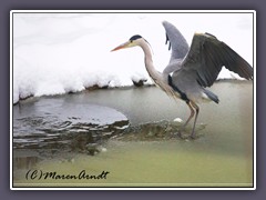 Grau- oder Fischreiher