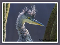 Graureiher Jungvogel