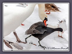 Höckerschwan und Blesshuhn