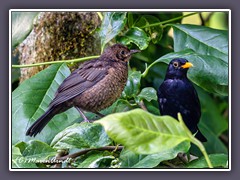 Junge-Amsel