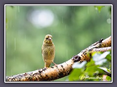 junger Grünfink - Carduelis Chlori