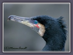 Kormoran