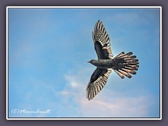 Kuckuck im Flug