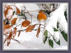 Rotkehlchen Winter