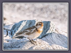 Schneeammer-Wintergast