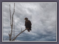 Seeadler 